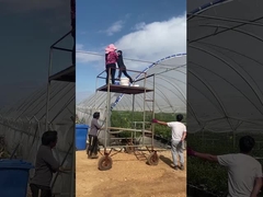 estufa de mirtilo